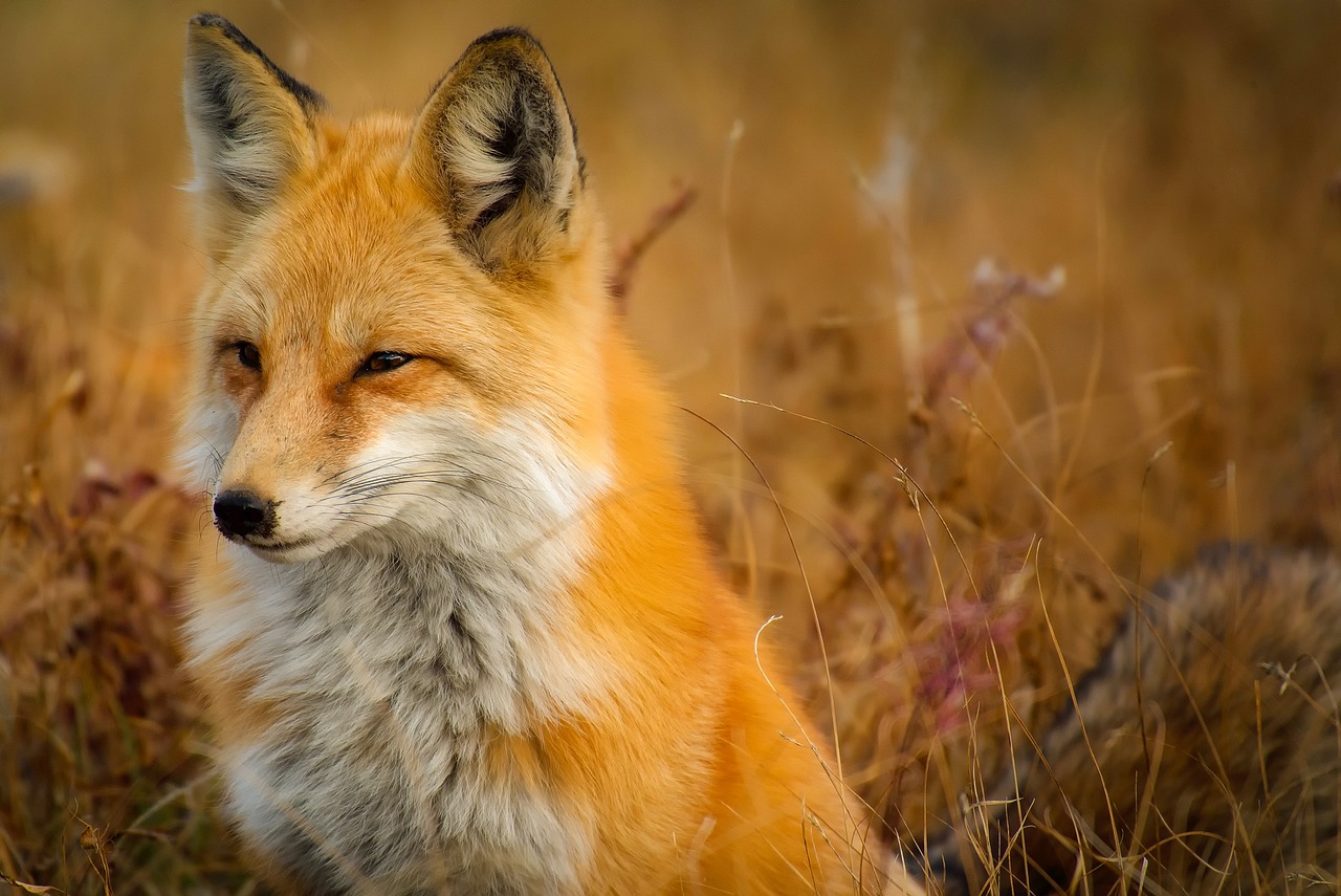 Wildlife And Nature Tours In Valdez – Valdez, Alaska: Where…