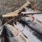 Best-fishing-spots-in-Valdez,-Alaska_and_Wildlife-and-Nature