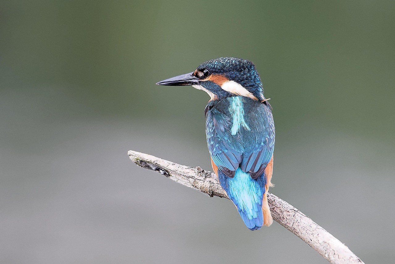 Guided Tours: Feature Various Fishing Tour Operators, Their Services, And…
