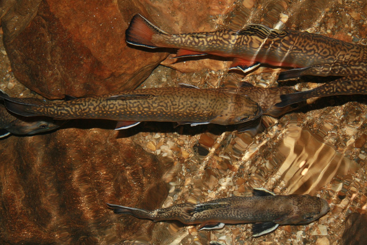 Guided Tours: Feature Various Fishing Tour Operators, Their Services, And…
