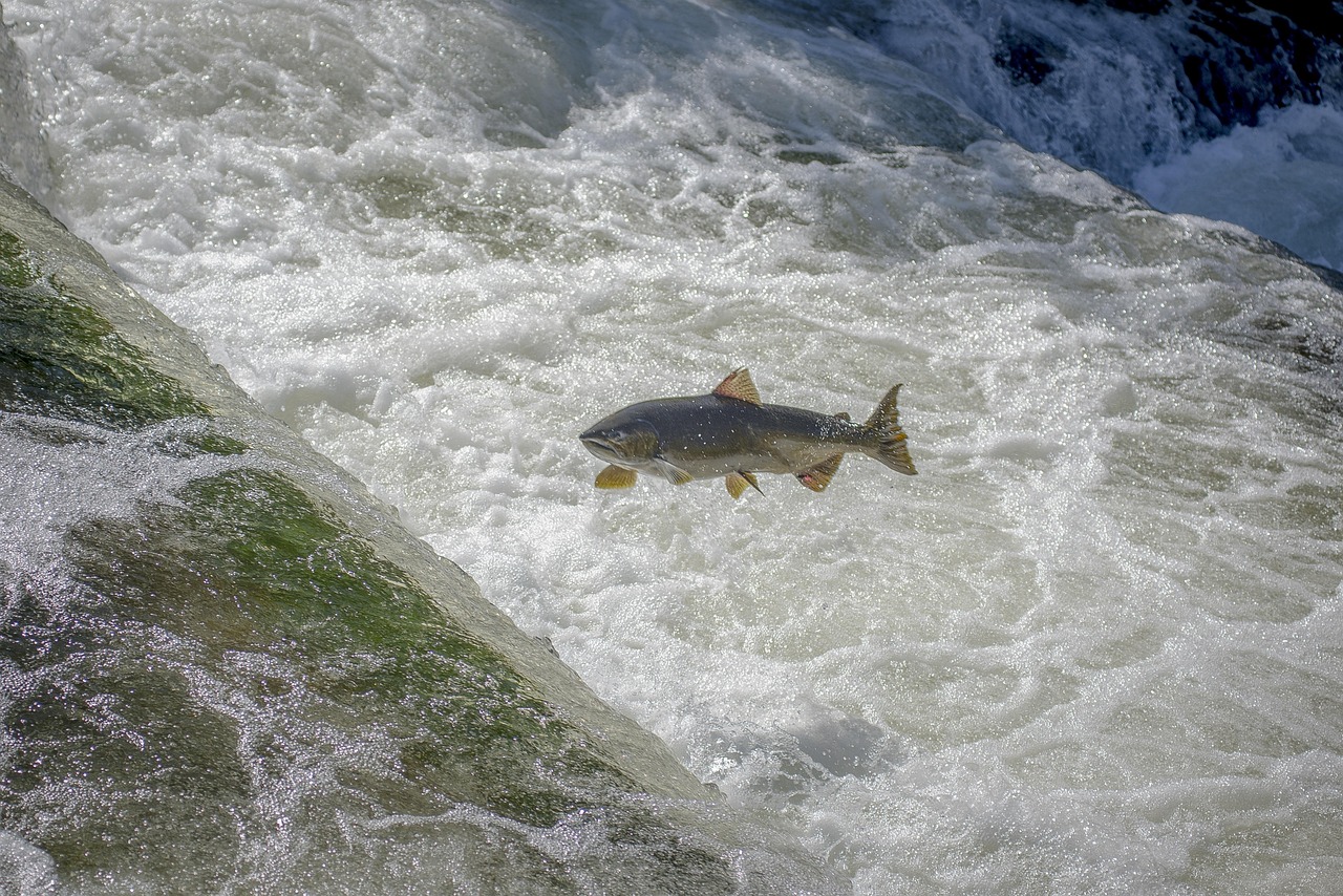 Salmon Fishing Valdez ~ Casting A Line In Alaska’s Paradise:…