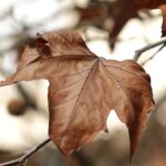 Seasonal Fishing Guide Valdez: Get Ready For The Adventure Of... Seasonal-fishing-guide-Valdez_and_Wildlife-and-Nature