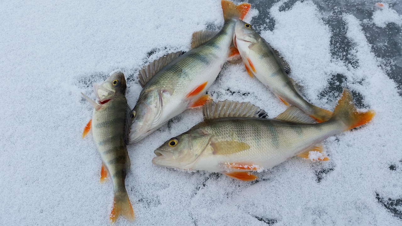 Top Fishing Charters In Valdez | Cast Your Line And…