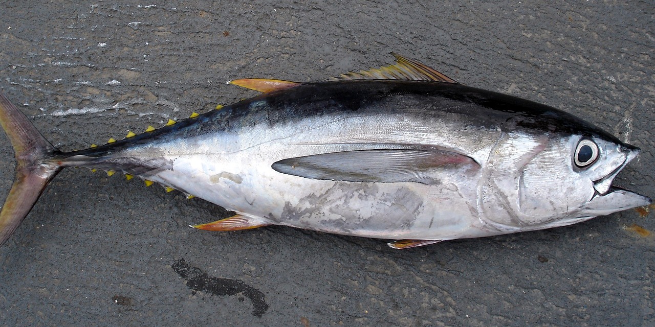 Types Of Fish: Provide Information About The Different Species Of…
