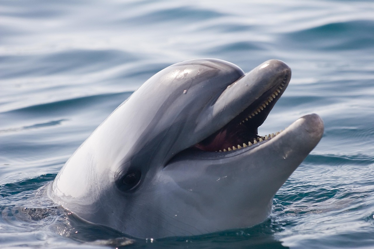 Valdez Fishing Guides / Dive Into Alaskan Fishing Adventures! TL;DR:…